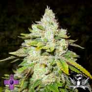Gage Green Seeds The Cornerstone